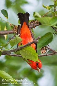 Scarlet Tanager