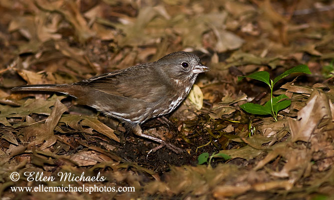Sooty Fox Sparrow