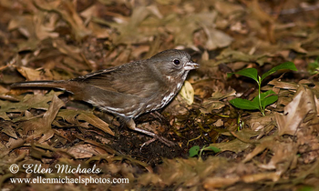 Sooty Fox Sparrow