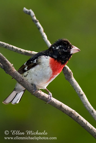 Rose-breasted Grosbeak