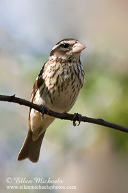 Rose-breasted Grosbeak