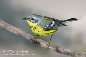 Magnolia Warbler
