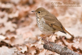 Hermit Thrush