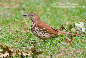 Brown Thrasher