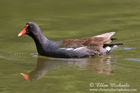 Common Gallinule aka Moorhen