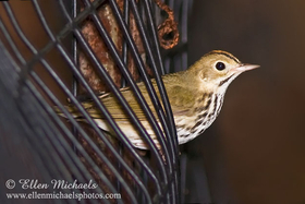 Ovenbird