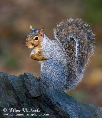 [color=#ccccff]Central Park Animals