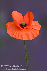 Common Poppy Flower - Papaver rhoeas