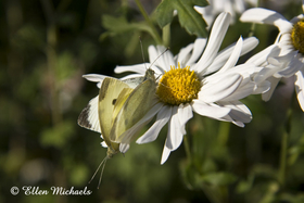 Cabbage White Mating - Pieris rapae