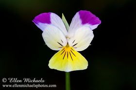 Wild Pansy -  Johnny Jump Up - Viola tricolor
