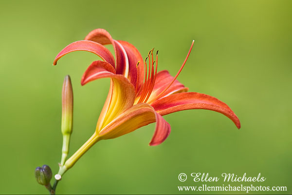 Orange Daylily - Hemerocallis fulva