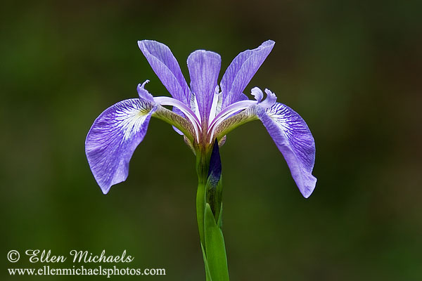 Blue Flag Iris - Iris versicolor