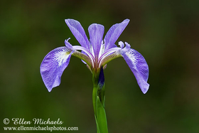 Blue Flag Iris - Iris versicolor