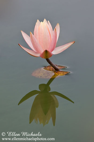 Water Lily - Nymphaeaceae