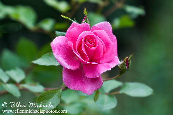 Pink Rose - Rosa