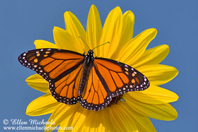 [color=#ccccff]Central Park Butterflies