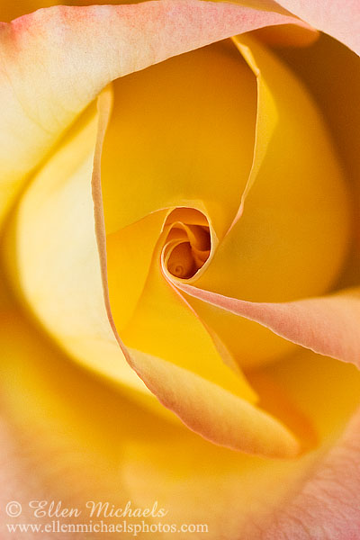 Yellow Rose - Rosa