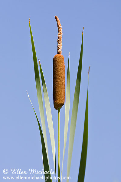 Common Cattail - Typha latifolia