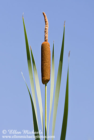 Common Cattail - Typha latifolia
