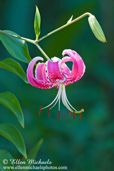Lily - Lilium
