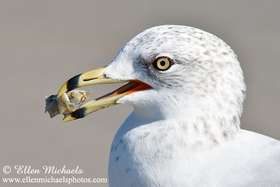 Ring-billed Gull