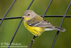 Magnolia Warbler