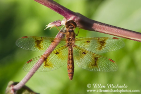 Eastern Amberwing - Perithemis tenera