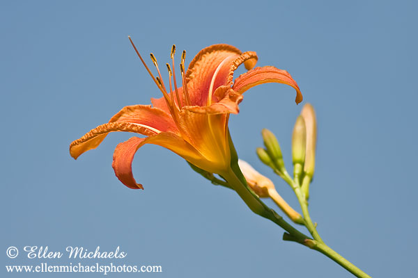Orange Daylily - Hemerocallis fulva
