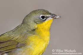 Yellow-breasted Chat