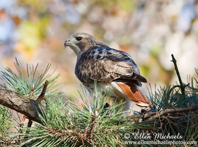 Red-tailed Hawk (Pale Male)
