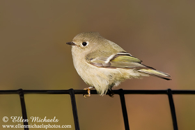 Ruby-crowned Kinglet