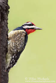 Yellow-bellied Sapsucker