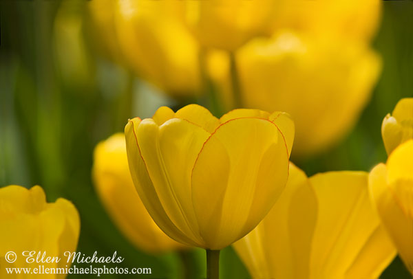 Yellow Tulip -  Tulipa
