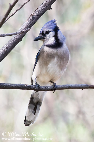 Blue Jay