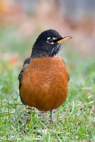 American Robin