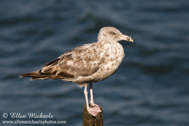 American Herring Gull