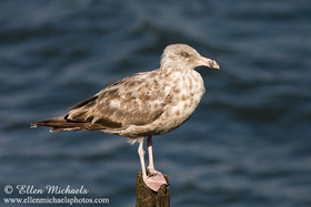 American Herring Gull