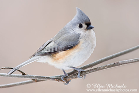 Tufted Titmouse