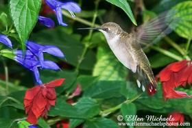 Ruby-throated Hummingbird