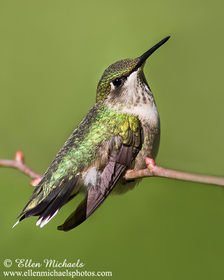 [color=#ccccff]Central Park Hummingbirds