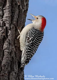 Red-bellied Woodpecker