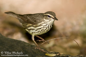 Northern Waterthrush