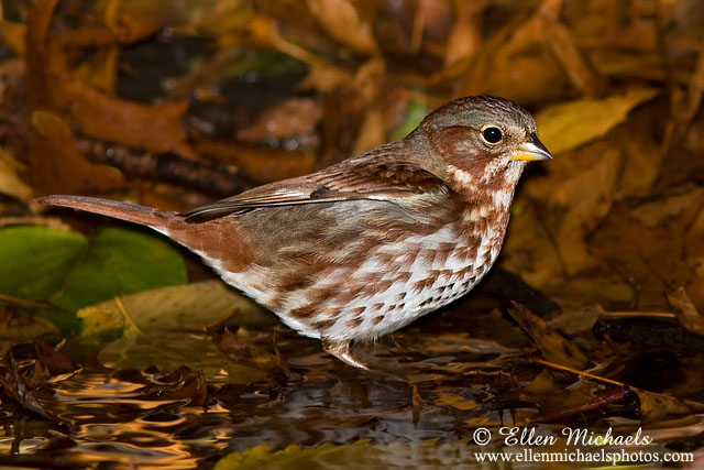 Fox Sparrow