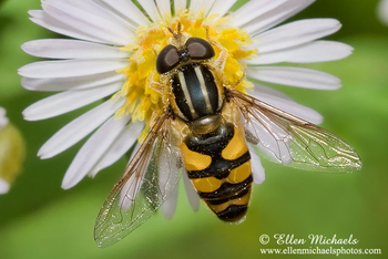 Hoverfly - Helophilus fasciatus