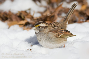 White-throated Sparrow