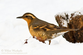 Varied Thrush