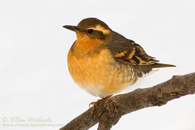 Varied Thrush