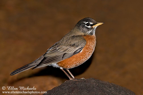 American Robin