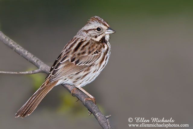 Song Sparrow