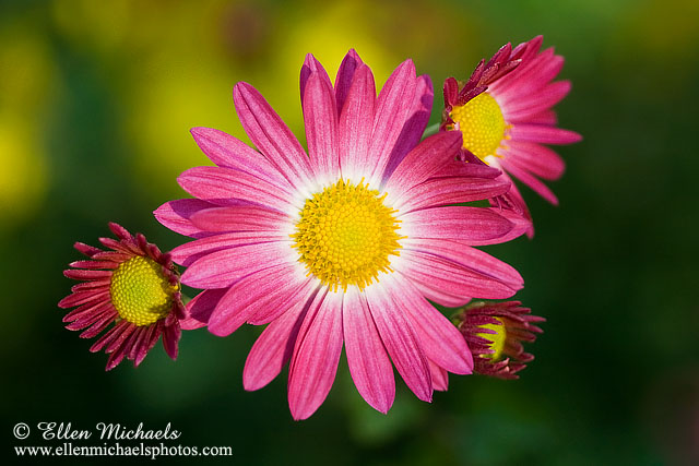 Korean Chrysanthemum - Chrysanthemum zawadskii